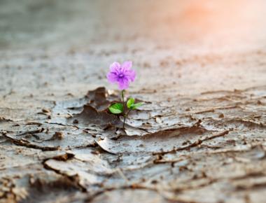 Stock image of flower growing in dry ground.
