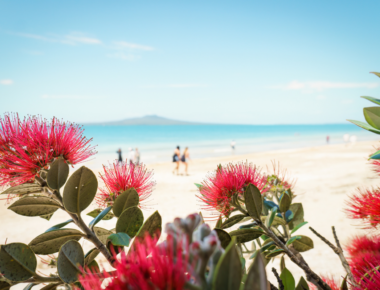 Red flowers in the foreground and beach in the background.