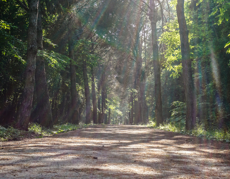 forest