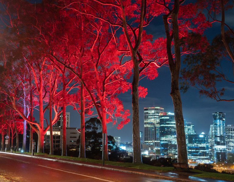Trees illuminated with red lights