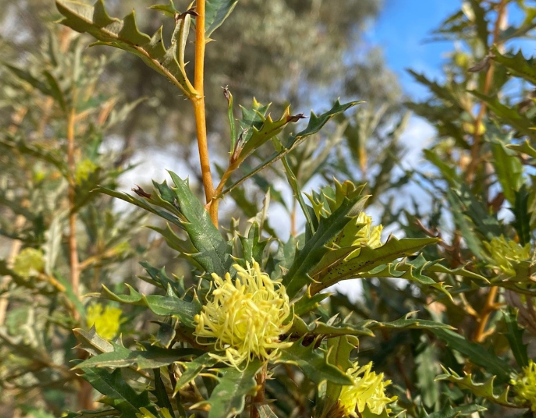 Golden Wattle