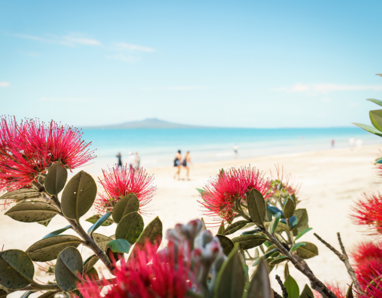 Red flowers in the foreground and beach in the background.