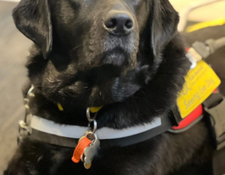 Black Labrador dog staring into right corner of frame wearing a vest.