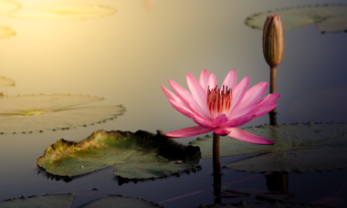 peaceful photo of a flower on calm waters